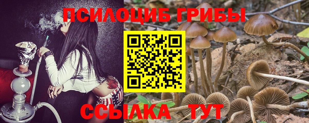 Псилоцибиновые грибы Psilocybine cubensis Аргун